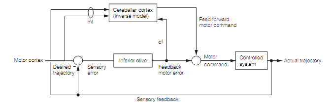 1393_Motor learning 1.png